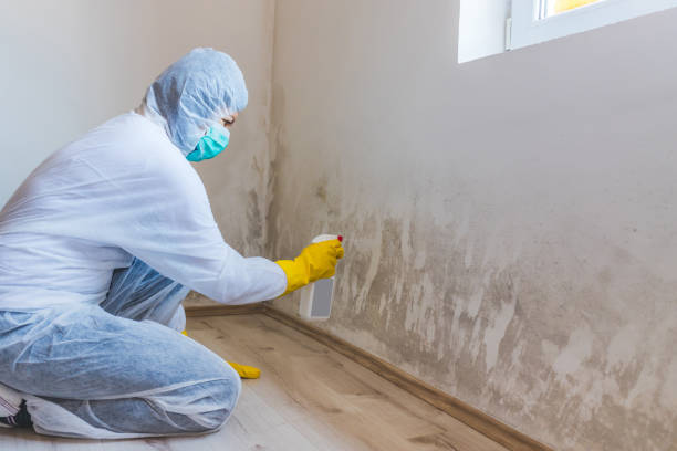 Crawl Space Mold Remediation treatment of floor joists in Puyallup