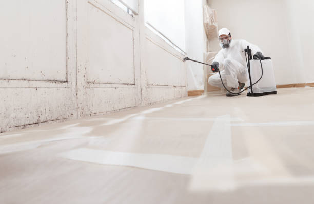Black mold remediation team in Puyallup