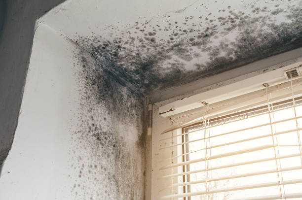 Mold Removal service in Puyallup